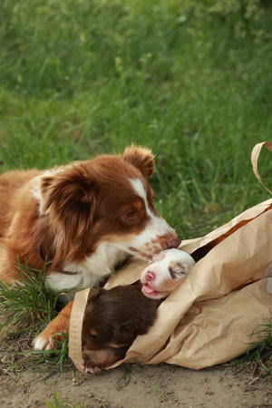 Brown and white dog is laying in a brown bag with a puppy insideの写真素材
