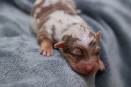 A small brown and white puppy is sleeping on a blanket