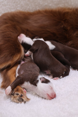 Group of puppies are sleeping on a white blanketの写真素材