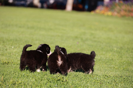 Three puppies are playing in a grassy fieldの写真素材