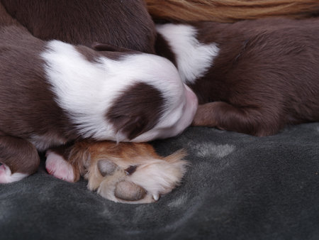 Two puppies are sleeping on a blanket