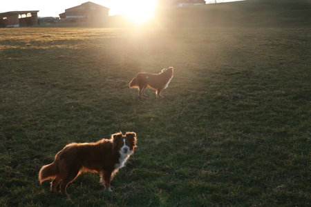 Two dogs are standing in a field with the sun shining on themの写真素材