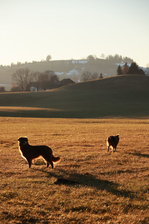 Two dogs are walking in a field with a beautiful sunset in the background