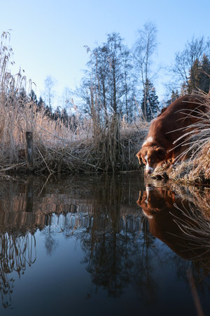 Dog is drinking water from a pondの写真素材
