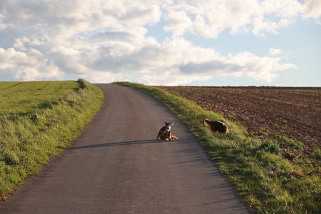 Dog is laying on the road next to a fieldの写真素材