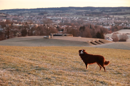 Dog is standing in a field with a view of a city in the backgroundの写真素材