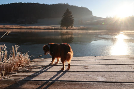 Dog is walking on a wooden dock by a lakeの写真素材