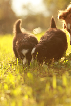 Two puppies are playing in the grassの写真素材