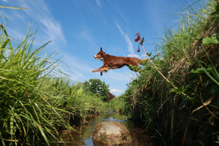 A brown dog is jumping over a streamの写真素材