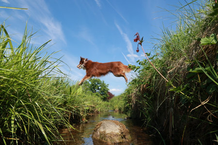 A brown dog is jumping over a stream of waterの写真素材