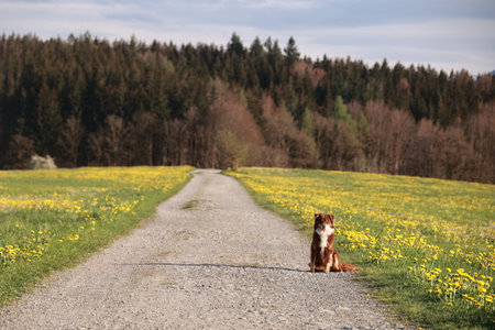 A dog is sitting on the side of a road in a field of yellow flowersの写真素材