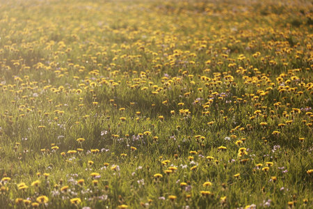 A field of yellow flowers with a bright sun shining on them
