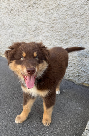 A Playful Australian Shepherd Puppy with a Bright and Joyful Smile that Melts Heartsの写真素材