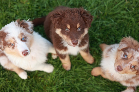 Three puppies are sitting on the grass, one of which is brown and white