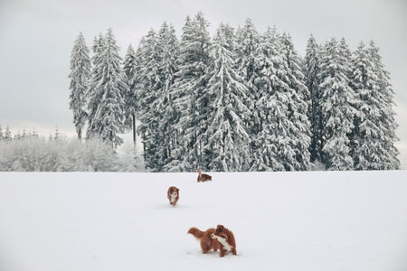 Three dogs are playing in the snow in front of a forestの写真素材