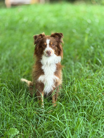 An adorably cute dog is happily sitting on the lush green grass, enjoying its surroundingsの写真素材