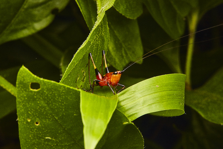 Macro insect close upの写真素材