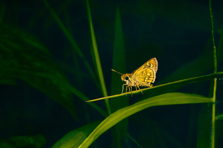 Macro insect close upの写真素材