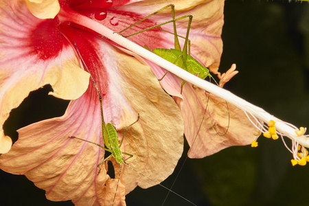 Macro insect close upの写真素材