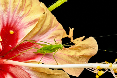 Macro insect close upの写真素材