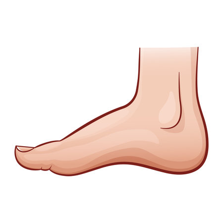 illustration of human foot on white backgroundのイラスト素材