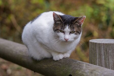 a cat sitting on a railwithlyswithing forefootの写真素材