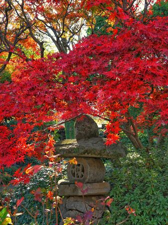 Autumn leaves and stone lanternsの写真素材