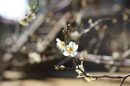 White plumの写真素材
