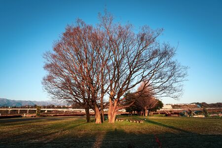 The river bed of sagami river, a tree of the field
