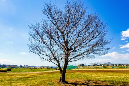 Tamagawa Riverbed, Haraichi-ichimotoの写真素材
