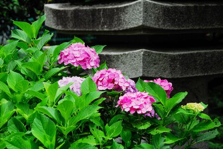 Hydrangea Stone Tower Daianji Temple in Okura