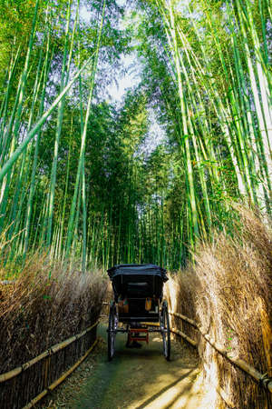 Kyoto Hagino : A man-powered vehicle that advances the "small diameter of bamboo forest"の写真素材