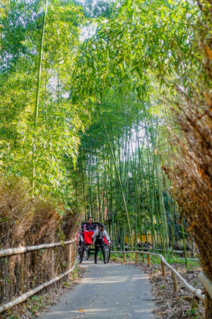 Kyoto Hagino : A man-powered vehicle that advances the "small diameter of bamboo forest"の写真素材