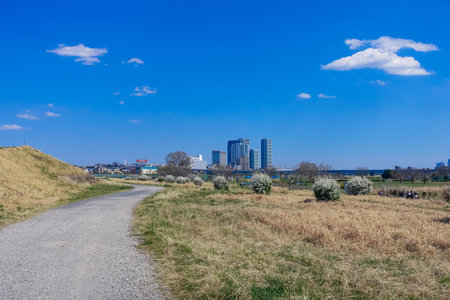 Skyscrapers near Nikotagawa Station from tamagawa riverbed where yukiyagi bloomsのeditorial素材