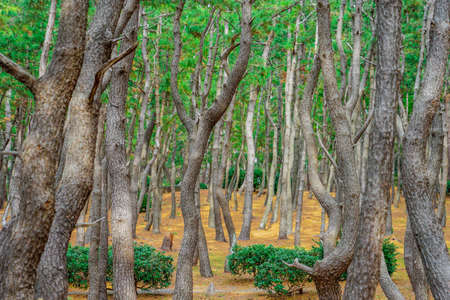 A pine forest in Sennohara Park along Suruga Bay where dense pine forests spreadの写真素材