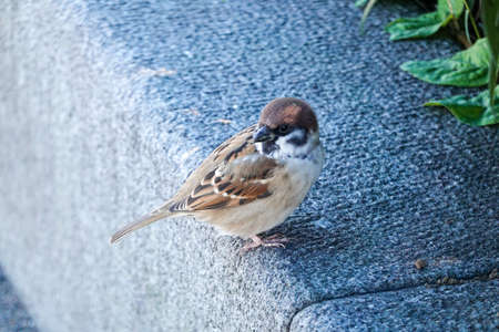 Recommended for Yamashita Park (Yokohama City)の写真素材