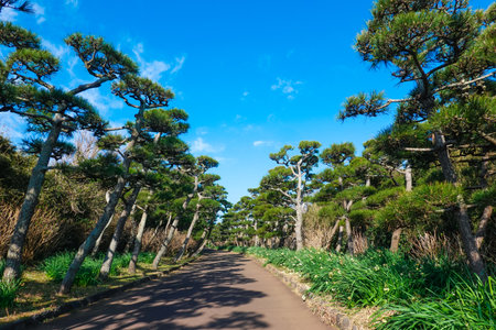 Pine forest of Jogashima Park, Jogashima Island, the southernmost point of the Miura Peninsulaの写真素材