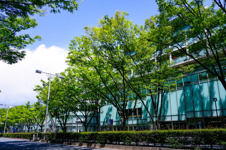 Fresh green queyaki trees lined up around Omotesando Hills in Omotesando (former Dojunkai Aoyama Apartment)のeditorial素材