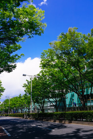 Fresh green queyaki trees lined up around Omotesando Hills in Omotesando (former Dojunkai Aoyama Apartment)のeditorial素材
