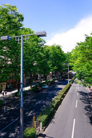 Omotesando, fresh green keyaki trees (zelkova trees)のeditorial素材