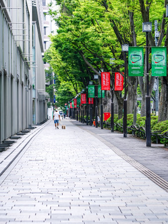 Omotesando in the morning, a row of fresh green queyaki treesのeditorial素材