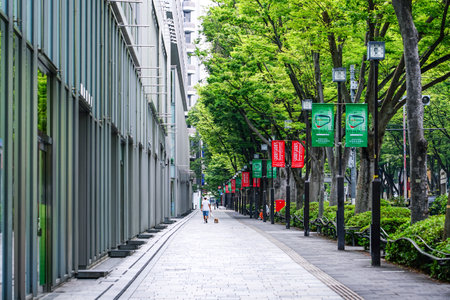 Omotesando in the morning, a row of fresh green queyaki treesのeditorial素材