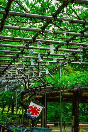 Wind chimes in the wisteria shelf heralding summer Yakushiike Park (Machida City, Tokyo)のeditorial素材
