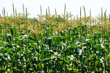 Corn fields spreading over the highlands (Shinano Town, Nagano Prefecture)の写真素材