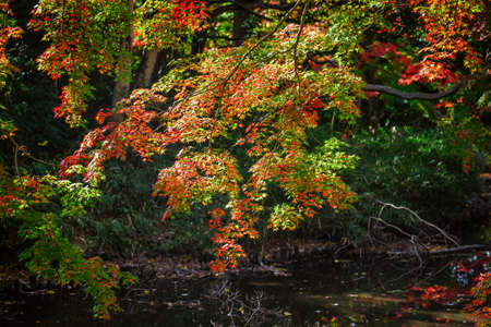Autumn leaves of Shogunike Park (Setagaya-ku, Tokyo)