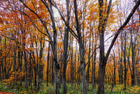 Kayano Kogen (Kayano Chaya) hakkoda gold line of Hakkoda mountain along National Route 103の写真素材