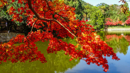 Autumn leaves of Sagano Kokuraike in Autumn (Saga Kokurayama, Ukyo-ku, Kyoto)の写真素材