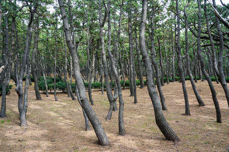 A pine forest in Sennohara Park along Suruga Bay where dense pine forests spreadの写真素材