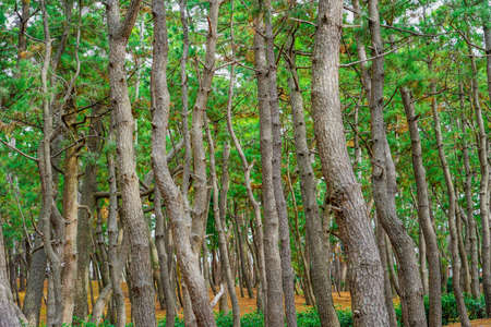 A pine forest in Sennohara Park along Suruga Bay where dense pine forests spreadの写真素材