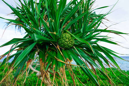 Okinawa The northernmost seaside of Ikei Island (Uruma City, Okinawa Prefecture)の写真素材